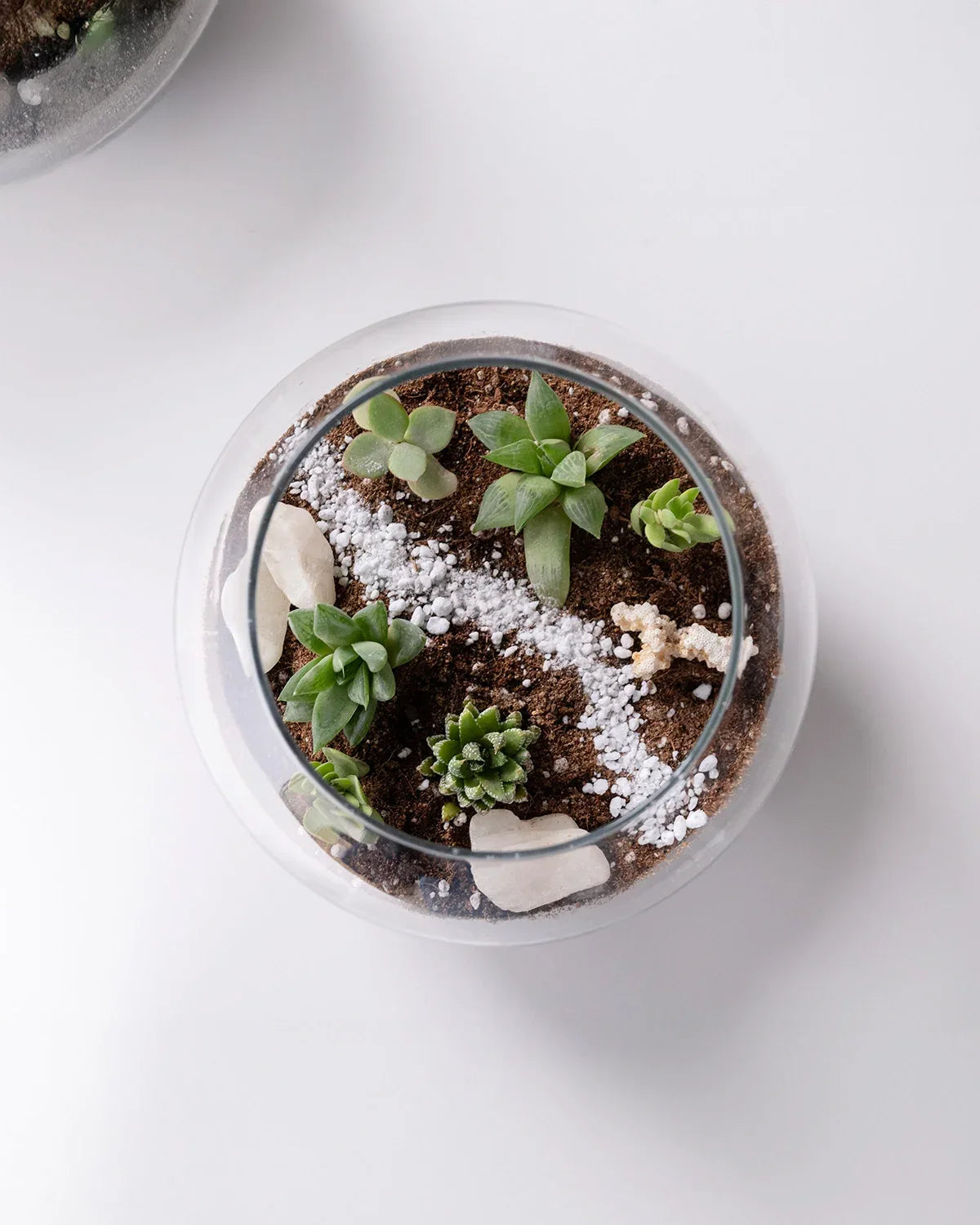 Ecosphere - Indoor Plant - Benzo