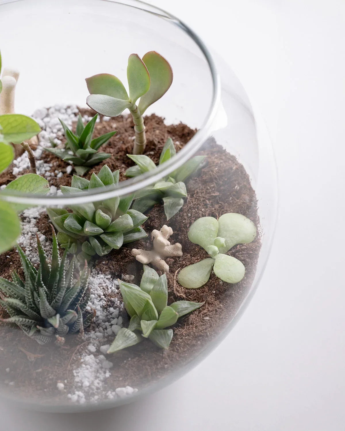 Ecosphere - Indoor Plant - Benzo