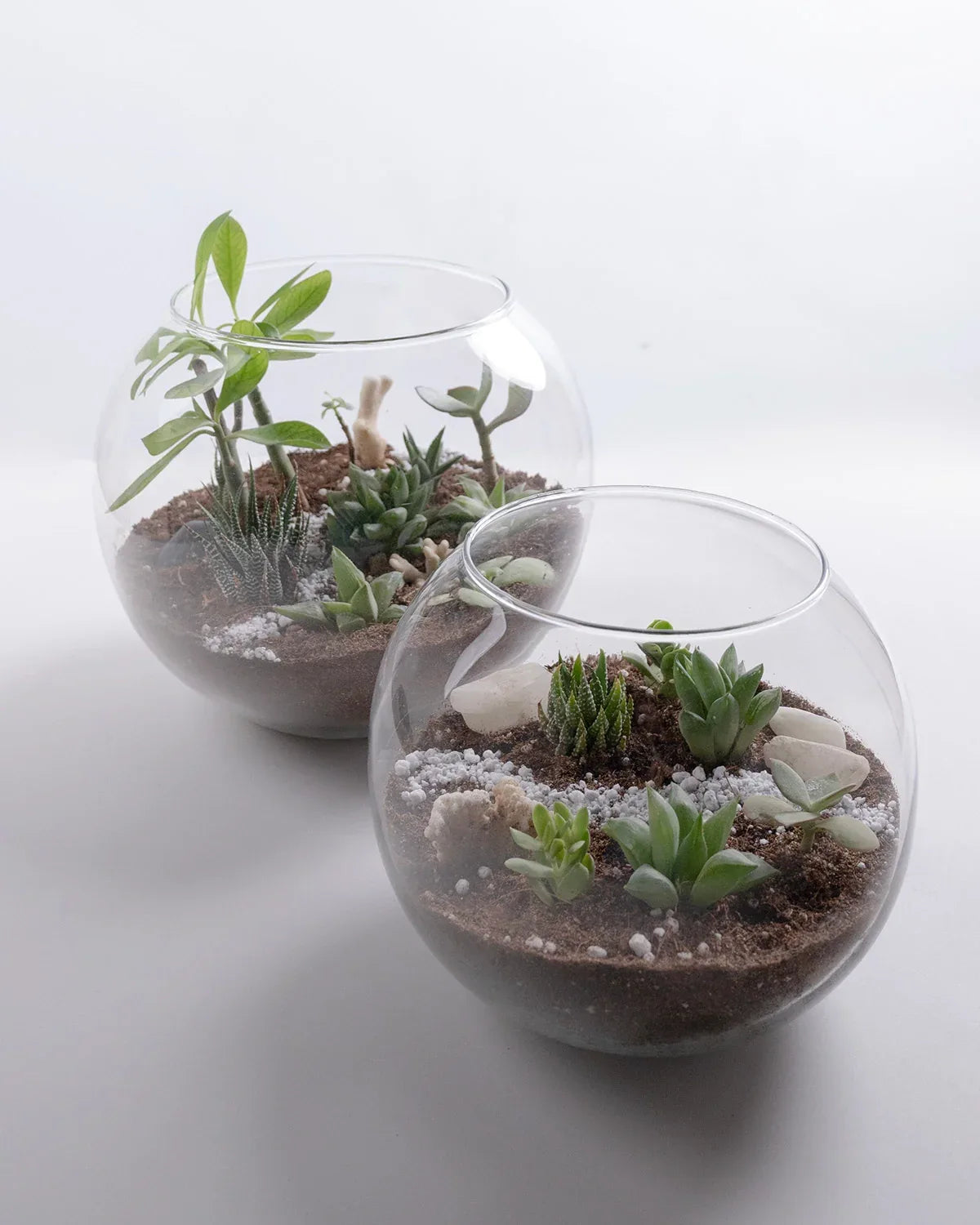 Ecosphere - Indoor Plant - Benzo