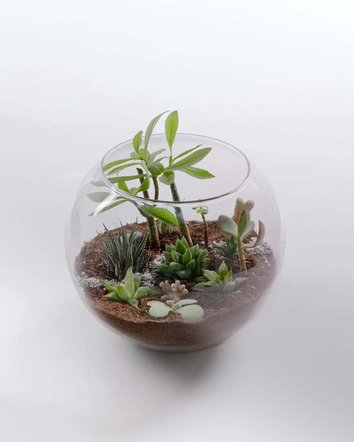 Ecosphere - Indoor Plant - Benzo
