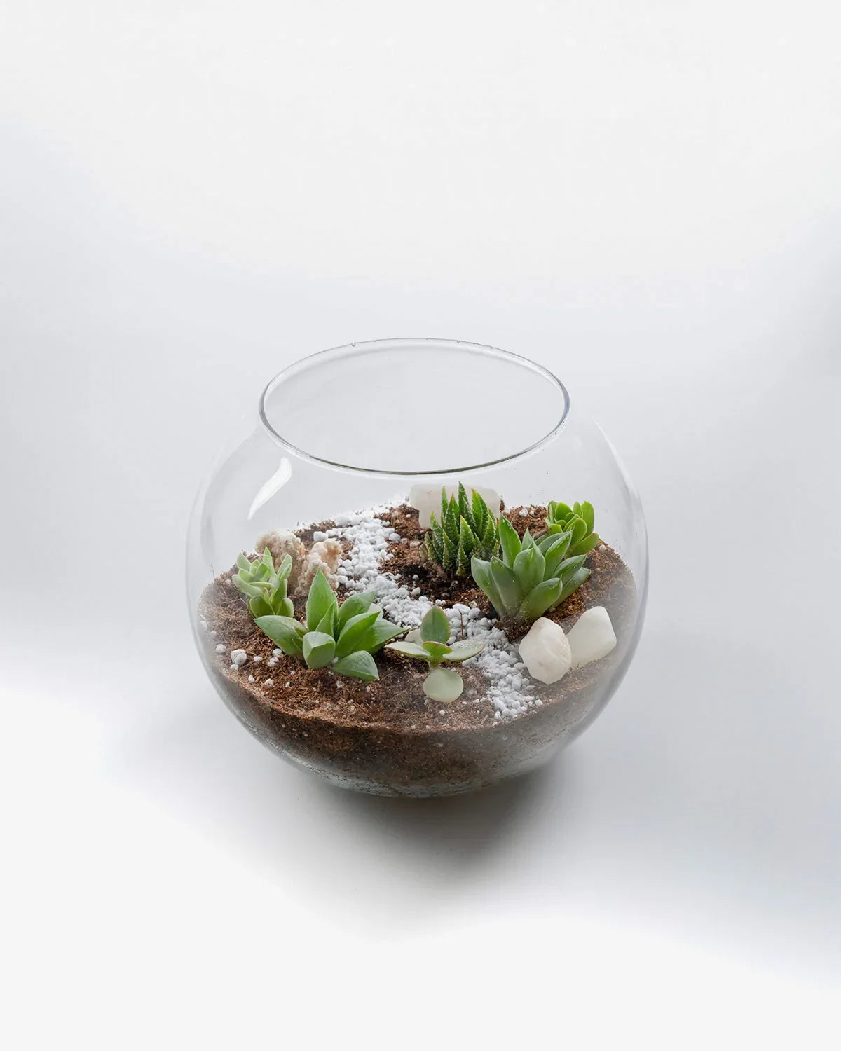 Ecosphere - Indoor Plant - Benzo
