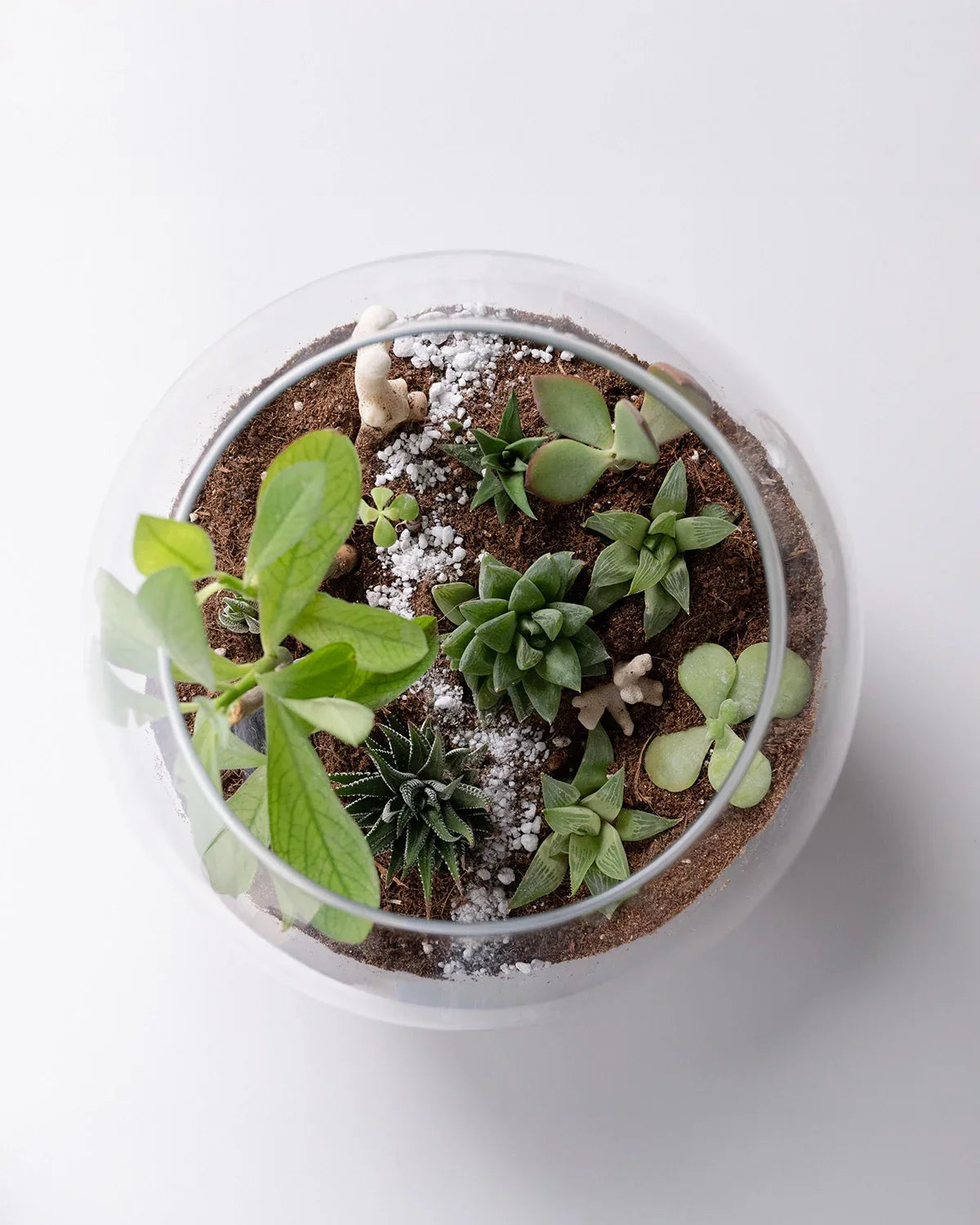 Ecosphere - Indoor Plant - Benzo