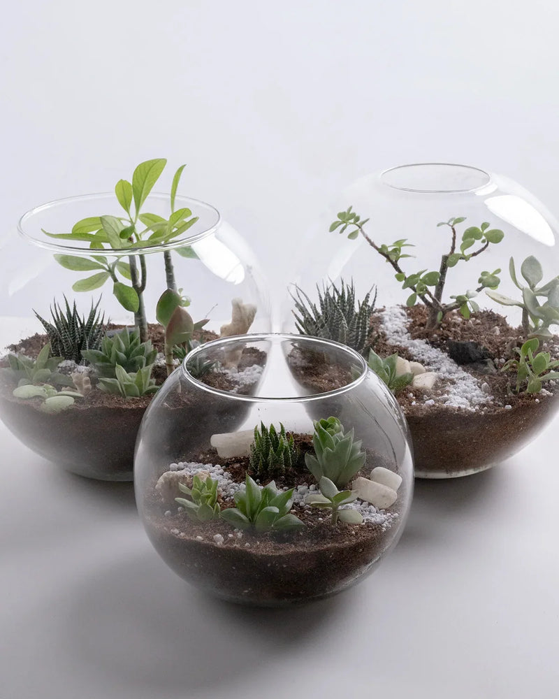 Ecosphere - Indoor Plant - Benzo