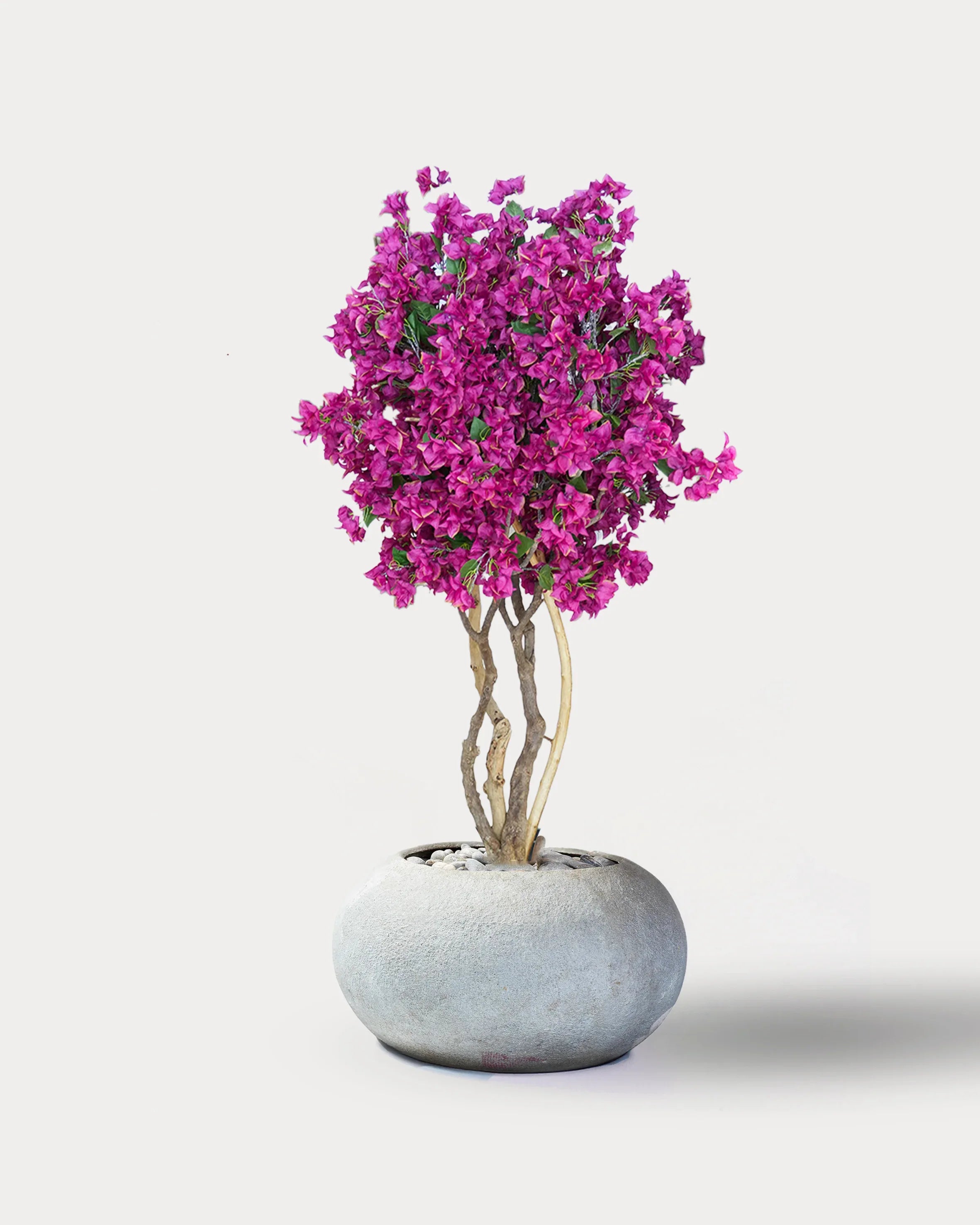 Twist Leaf#Color_Bougainvillea
