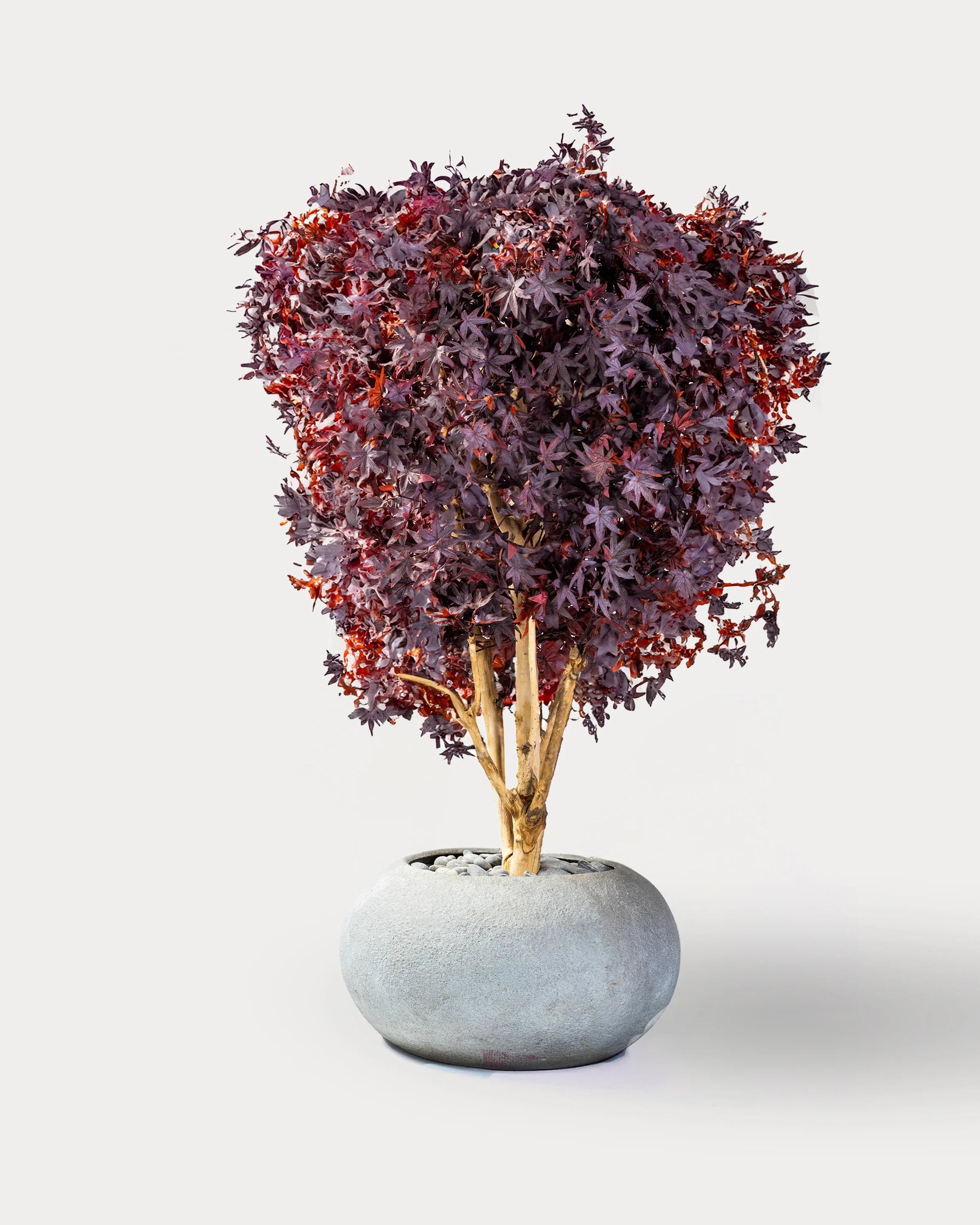 Twist Leaf#Color_Burgundy